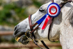 Horse Face With Ribbon Wallpaper