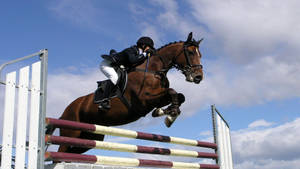 Horse Riding Equestrian Show Jumper Wallpaper