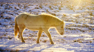 Horse Walking In Cool Winter Wallpaper