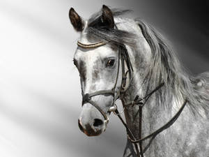 Horse Wallpapers Hd Pictures Free Download Hd Walls Wallpaper