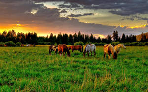 Horses, Golf, Food, Sunset Wallpaper