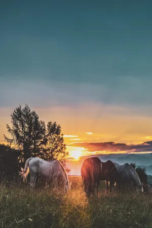 Horses Grazing Sun Hd Wallpaper