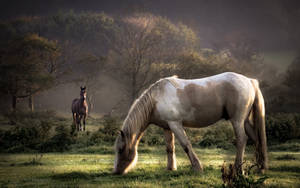 Horses On A Pasture Screensavers Wallpaper
