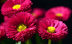 Hot Pink Colorful Daisies Wallpaper