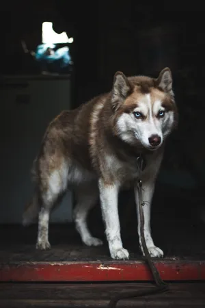 House Wolf Wallpaper