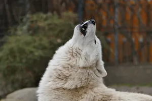 Howling White Wolf Wallpaper