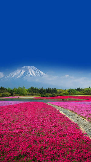 Huawei Honor Mount Fuji Wallpaper
