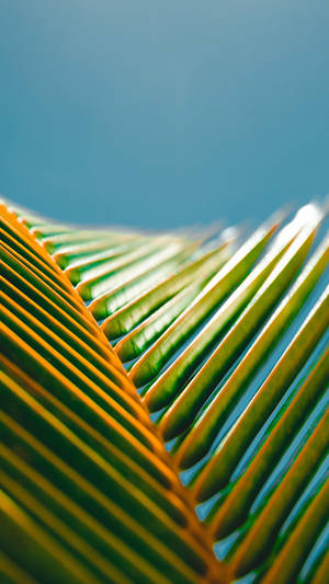 Huawei Honor Palm Leaves Wallpaper