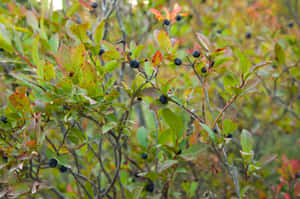 Huckleberry Bush With Ripe Berries Wallpaper