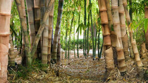 Huge And Thick Bamboo Hd Wallpaper