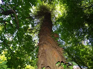 Huge Forest Tree Wallpaper