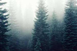 Huge Pine Trees In Foggy Forest Wallpaper