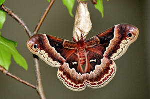 Huge Promethea Silkmoth North Carolina Wallpaper