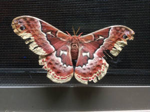 Huge Striking Promethea Silkmoth Indiana Wallpaper