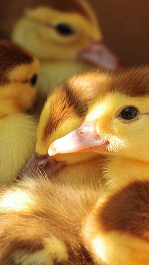 Hugging Baby Ducks Wallpaper