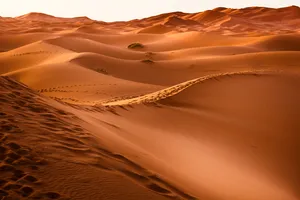 Human Tracks In Desert Wallpaper