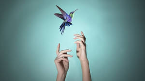 Hummingbird Wise Symbolism Blue Background Wallpaper