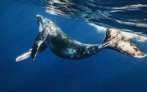 Humpback Whale Bending Body Wallpaper
