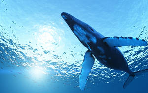 Humpback Whale From Below Wallpaper