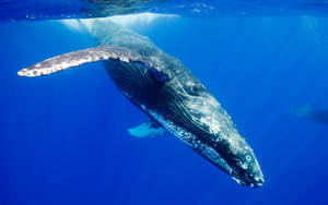 Humpback Whale Swimming Downwards Wallpaper