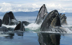 Humpback Whales Peeking Out Of The Water Wallpaper