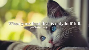 Hungry Cat Meme Wallpaper