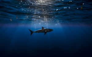 Hungry Shark Pursuing A Scattered School Of Fish Wallpaper