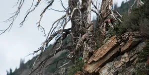 Hunting Camo On The Ground Wallpaper