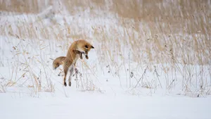 Hunting Fox In The Snow Wallpaper
