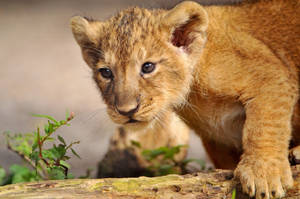 Hunting Lion Cub Wallpaper