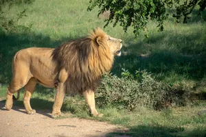 Hunting Lion In Savannah Wallpaper