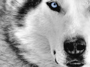 Husky Dog Breed Wallpaper