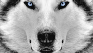 Husky Dog Snout Close-up Wallpaper