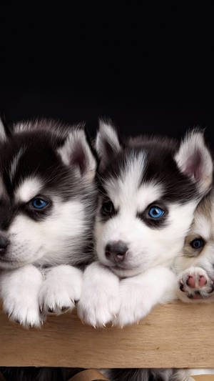 Husky Puppies Portrait Wallpaper