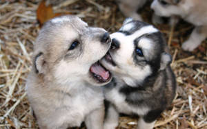 Husky Puppy Biting Each Other Wallpaper