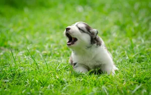 Husky Puppy Howling On Grass Wallpaper