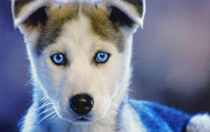 Husky Puppy Intense Blue Eyes Wallpaper