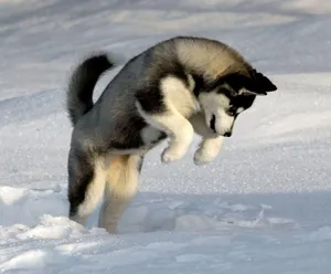 Husky Puppy Jumping In Snow Wallpaper