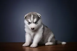 Husky Puppy On Table Wallpaper