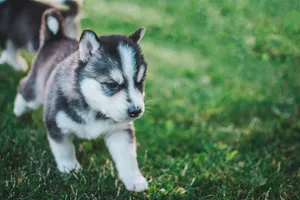Husky Puppy Running Wallpaper