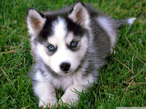 Husky Puppy With Blue Eyes Wallpaper