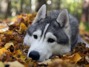 Husky Resting On Fallen Leaves Wallpaper
