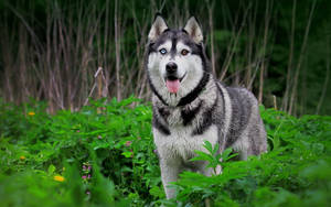 Husky Surrounded By Green Plants Wallpaper