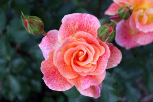 Hybrid Tea Beautiful Rose Hd Wallpaper