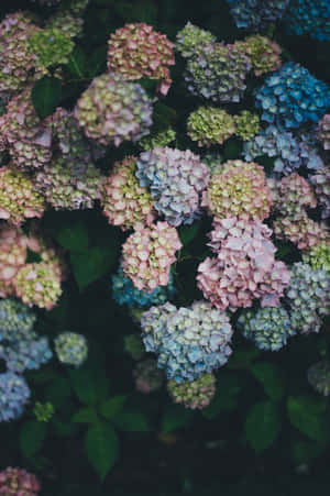 Hydrangeas In Full Bloom - Google Pixel Collection Wallpaper