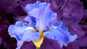 Hyper Realistic Purple Iris Flower Painting Wallpaper