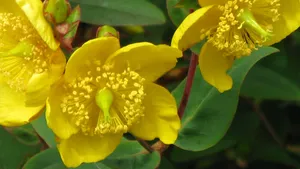 Hypericum Pumpkin In Yellow Aesthetic Flower Desktop Wallpaper