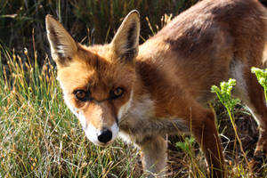 Iberian Fox By The Grass Wallpaper