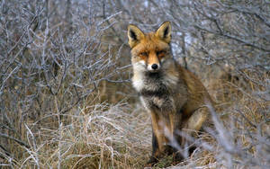 Iberian Fox Surrounded By Branches Wallpaper