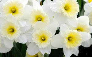 Ice Follies Narcissus Flowers Wallpaper